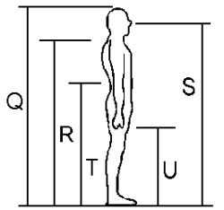 Standing body dimensions
