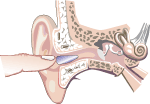 CDC graphic for holding a foam ear plug in place in the ear canal while it expands