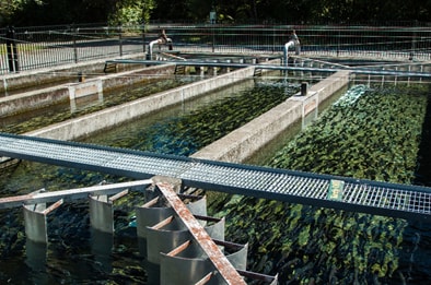Fish swim in man-made ponds at a trout farm. 