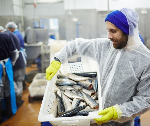 Seafood processing worker transporting fresh mackerel while the production line prepares fish in the background.