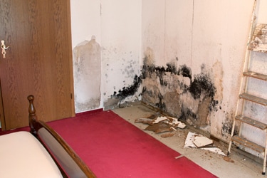 mold on the walls