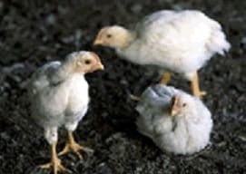 close up of young broilers