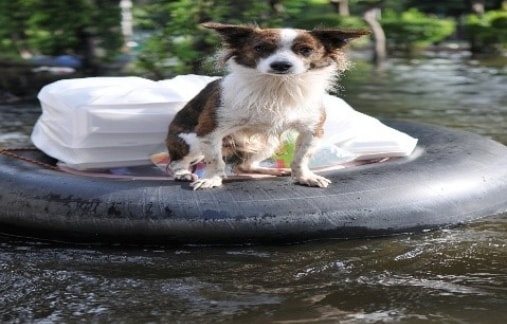 Dog floating on raft