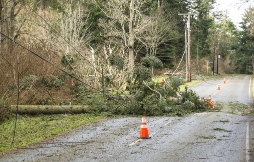 Fallen tree with powerlines on road way