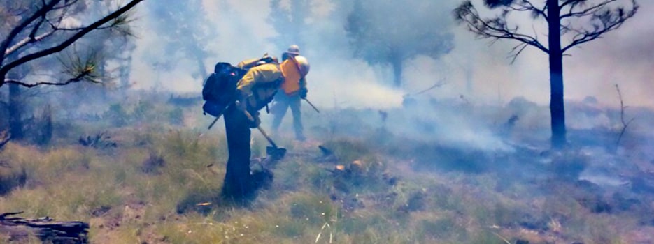 Wildland Firefighters conduct mop-up operations along a fire's edge. Image provided by US Forest Service Technology and Development Program.