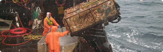 Commercial fishermen retrieve crab pot from the Bering Sea. Photo by Johnathan Hillstrand