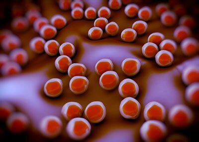Staphylococcus aureus (MRSA) bacteria