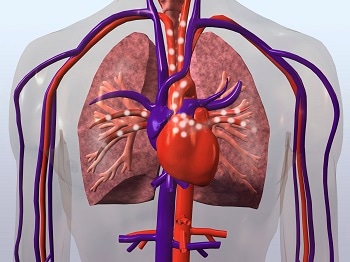 skeletal view of the heart and lungs and blood stream