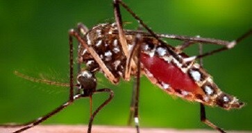 This 2006 photograph depicted a female Aedes aegypti mosquito while she was in the process of acquiring a blood meal from her human host, who in this instance, was actually the biomedical photographer, James Gathany