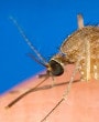 Close up image of the a mosquito from the side
