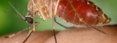 Known as a vector for the West Nile virus, this Culex quinquefasciatus mosquito has landed on a human finger.
