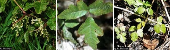 identifying poison oak