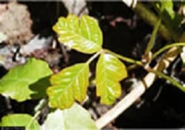 poison oak