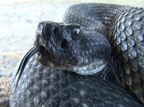 Upclose photo of black rattlesnake