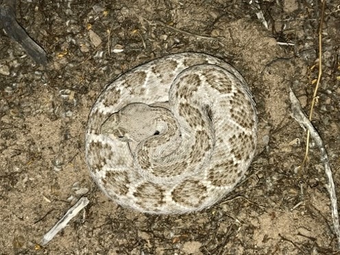 Coiled up rattlesnake