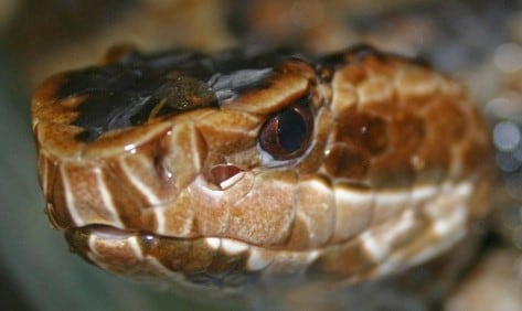 Upclose picture of cottonmouth snake