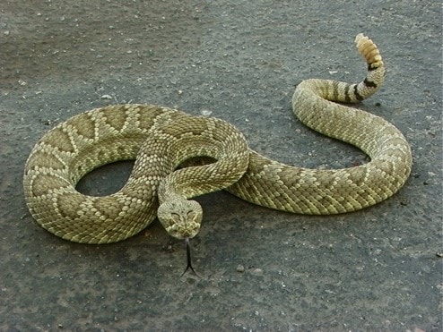 Venomous Rattlesnakes: Understanding the Types and Effects of Their Venom