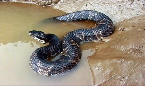 cottonmouth snake