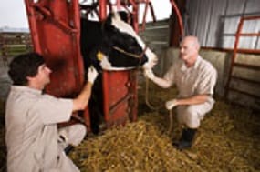 Veterinarins working with cow in restraint equipment.