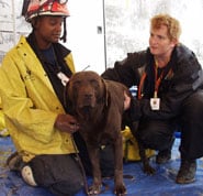 Veterinarian examines rescue dog with handler.