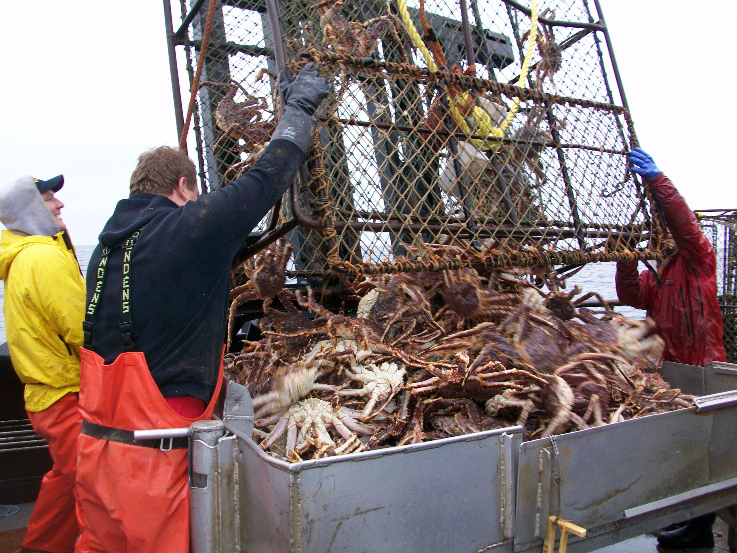 Crewmembers empty a crab pot of Red King crab onto sorting table of a Bering Sea crab vessel Crewmembers empty a crab pot of Red King crab onto sorting table of a Bering Sea crab vessel