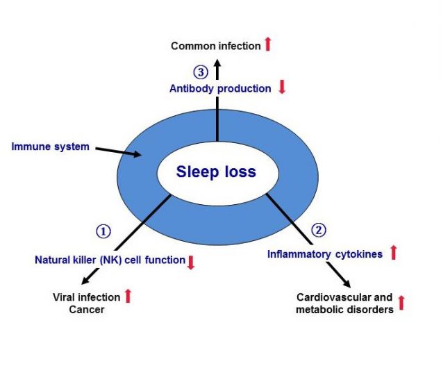 Sleep And Immune System Function: Boost Your Health Naturally