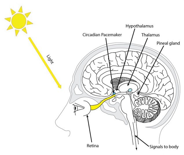 Figure 2.4. Light enters the eyes, stimulating a signal in the back of the retina and down a nerve tract to the circadian pacemaker in the brain.