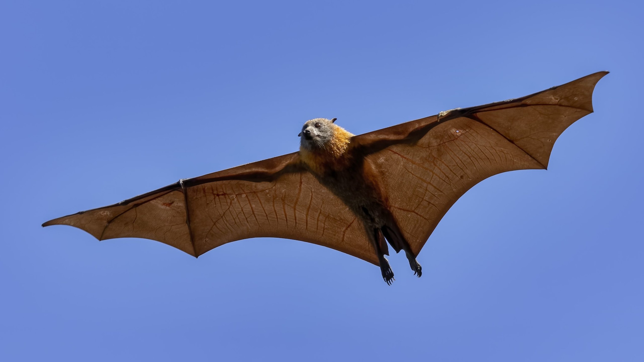 Flying fox fruit bat in the sky