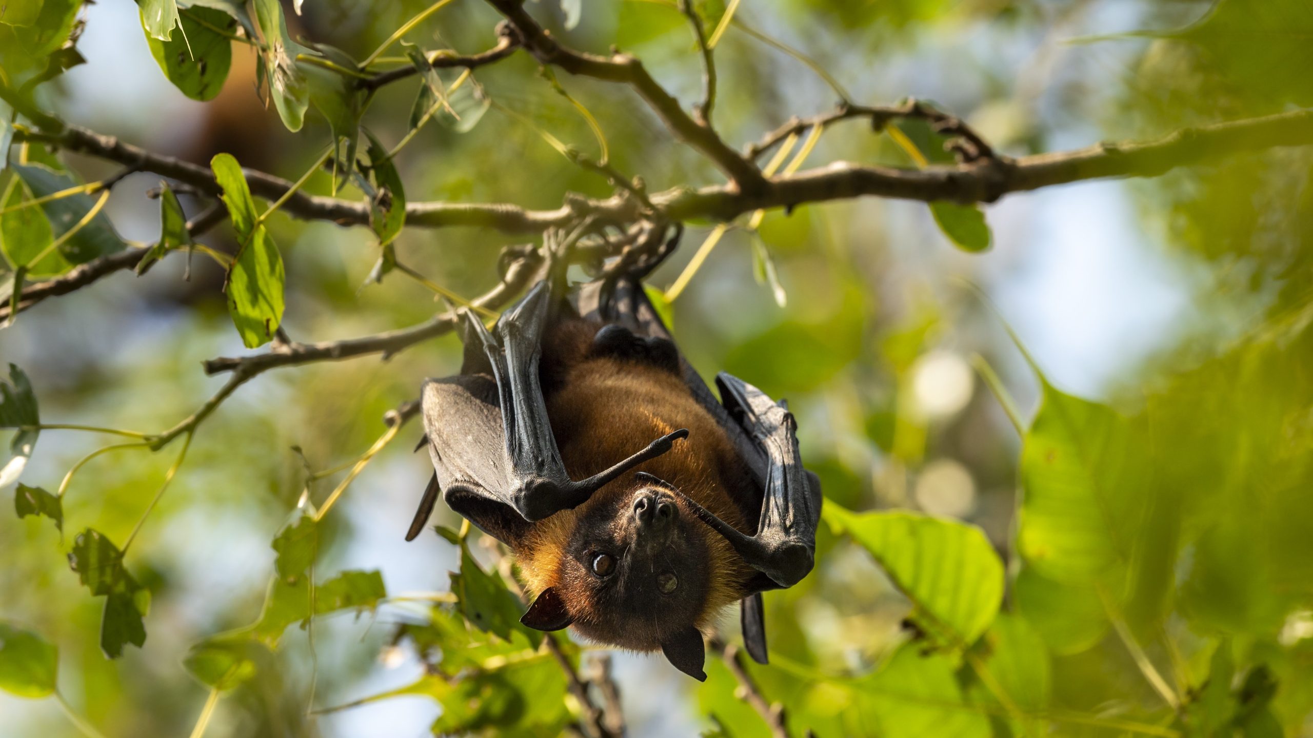 Nipah virus: Facts for Clinicians | Nipah Virus Nipah virus: Facts for Clinicians | Nipah Virus