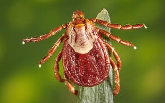 This photograph depicts a dorsal view of a female Rocky Mountain wood tick, Dermacentor andersoni.