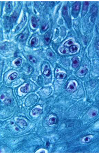 monkeypox under microscope with blue contrast