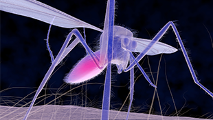 Digital mosquito rendering used for west nile graphic