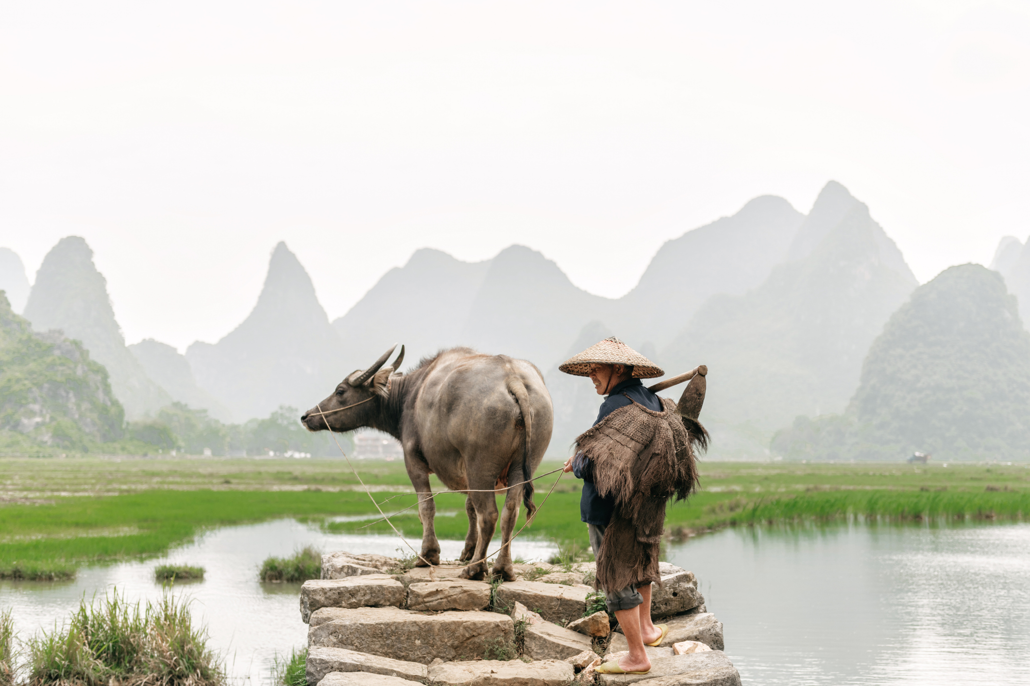 Farmer walking with water buffalo on a stone bridge.