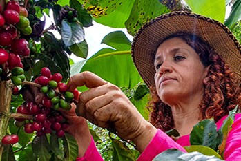 Woman picks coffee from her farm