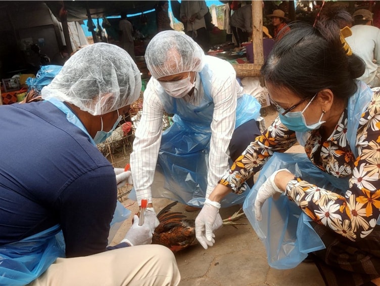 CAVET Team collects poultry samples at a live bird market in Siem Reap, Cambodia – February 2021