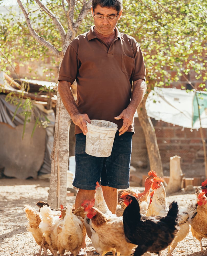 Farmer brings feed into a chicken house on a farm in Brazil