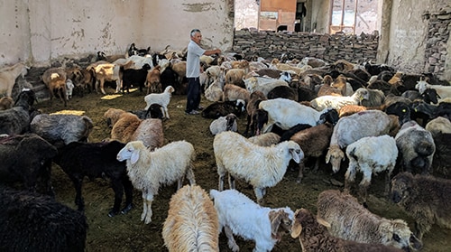 A local resident inspects his herd of sheep.