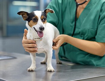 Doctor examining dog with stethoscope in clinic