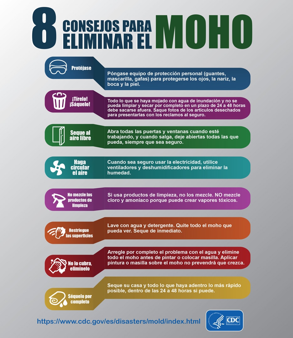 Mold Infographic Spanish
