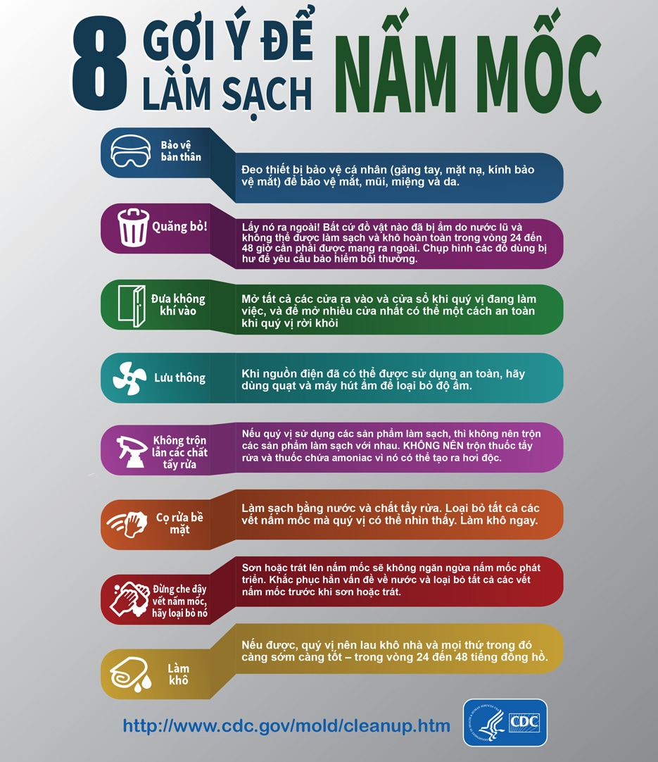Mold Infographic Vietnamese