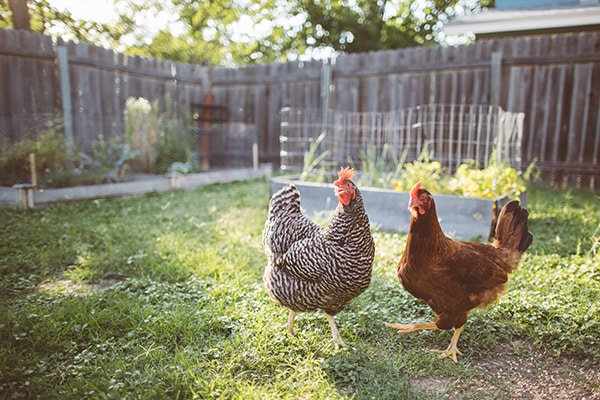 two chickens in a grassy yard