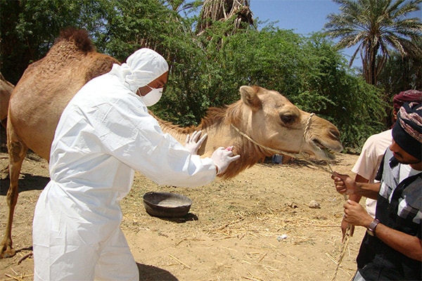 researcher gathering sample from camel