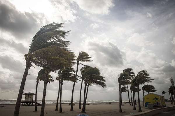 palm trees bending to the wind in a tropical storm or hurricane
