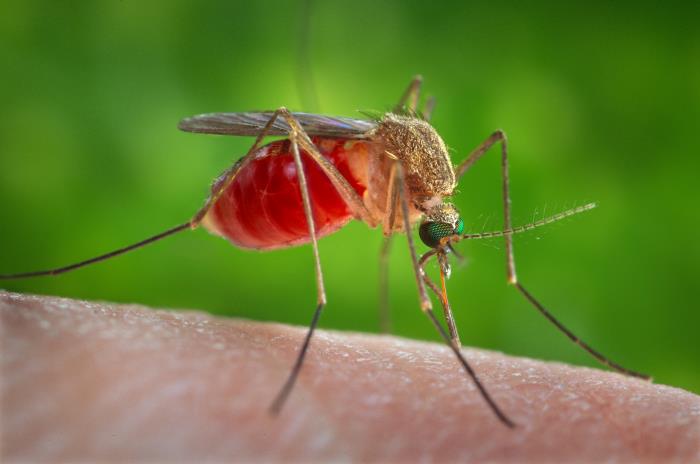 mosquito on an arm