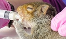 Squirrel Syringe Feeding