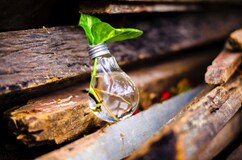 Image depicts leaves growing out of a lightbulb. Free photo.
