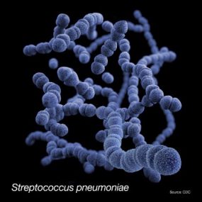 streptococcus.