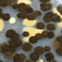 A type of black mold, Aspergillus niger, is commonly found in homes.
