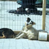 An image of two dogs in a kennel