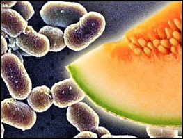 Highly magnified photo of Listerosis, alongside a photo of a slice of canteloupe.